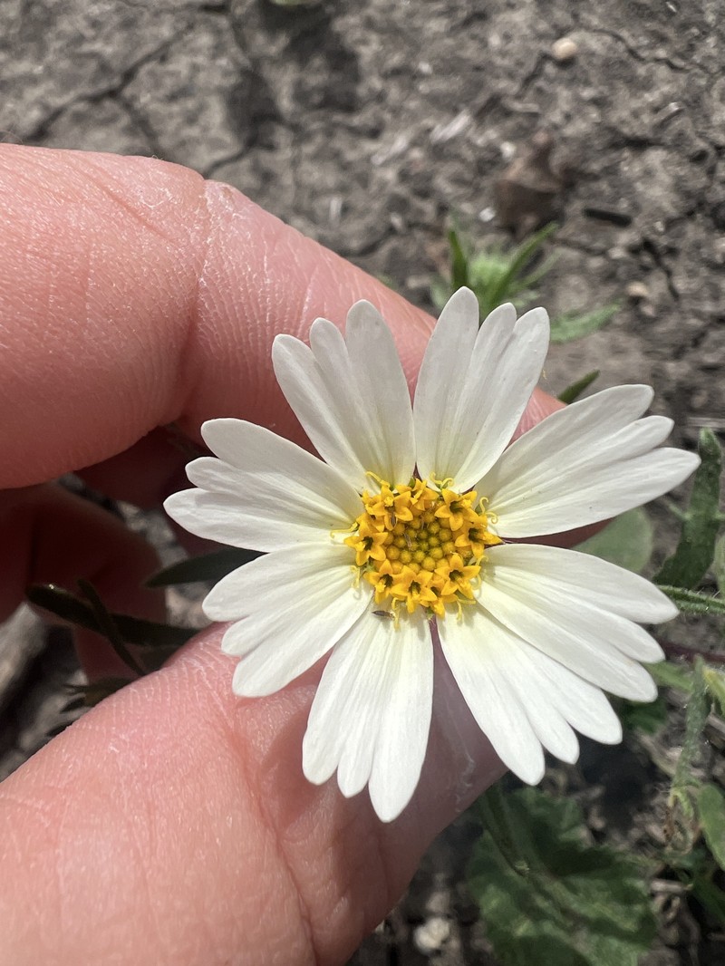 Layia pentachaeta subsp. albida photo 3