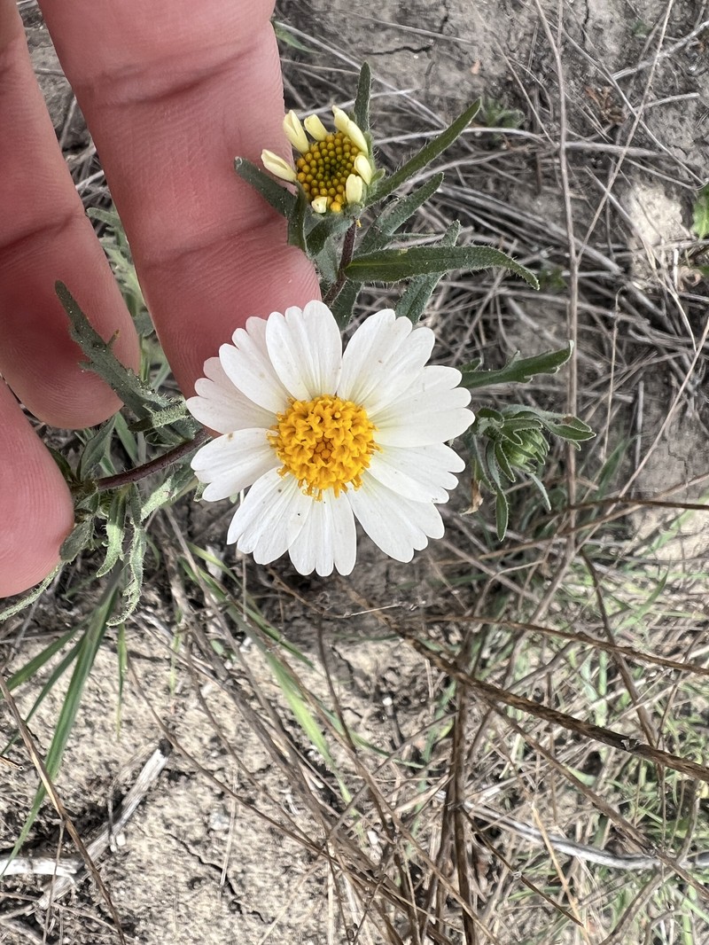 Layia pentachaeta subsp. albida photo 4