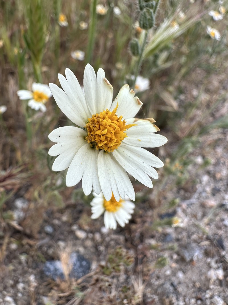 Layia pentachaeta subsp. albida photo 6