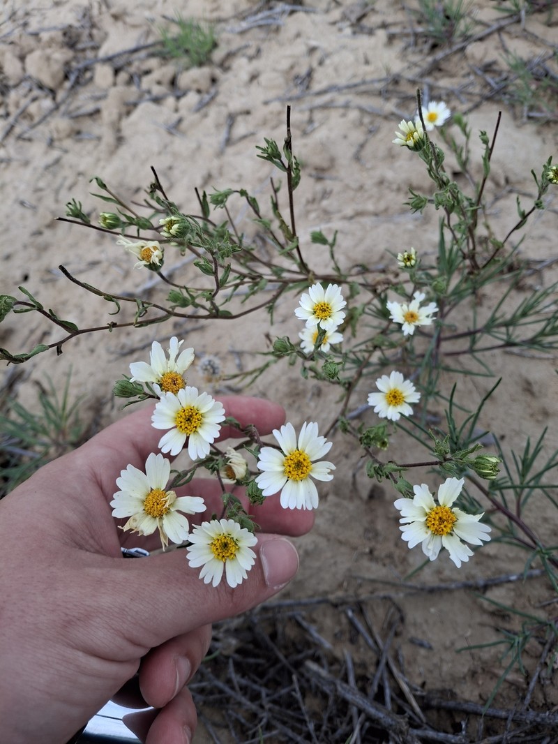 Layia pentachaeta subsp. albida photo 7