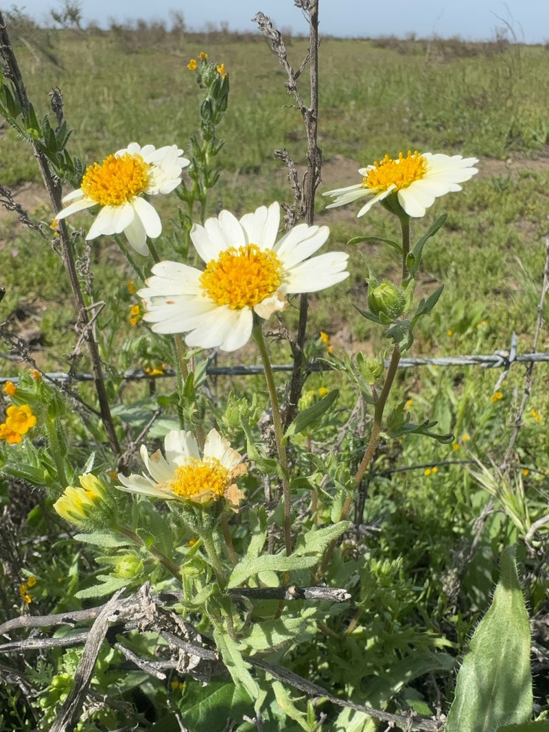 Layia pentachaeta subsp. albida photo 8
