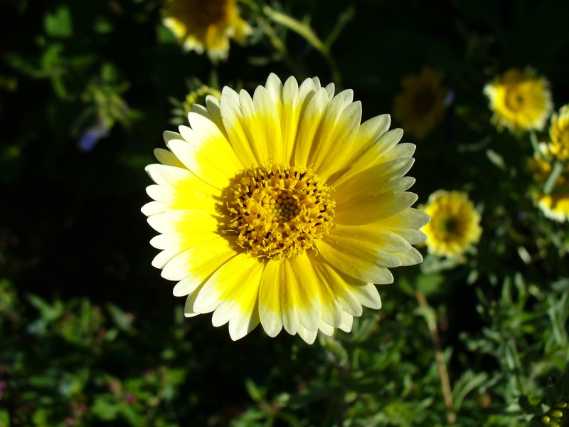 Coastal Tidytips photo 4