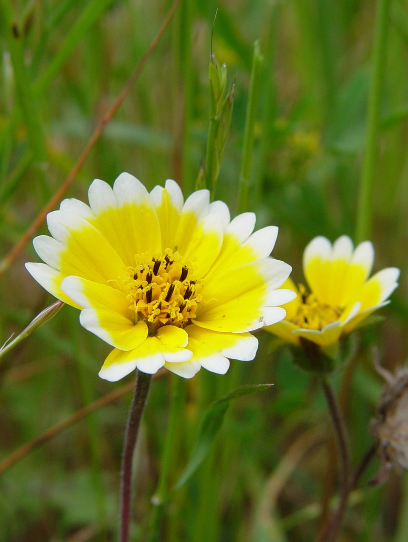 Coastal Tidytips photo 5