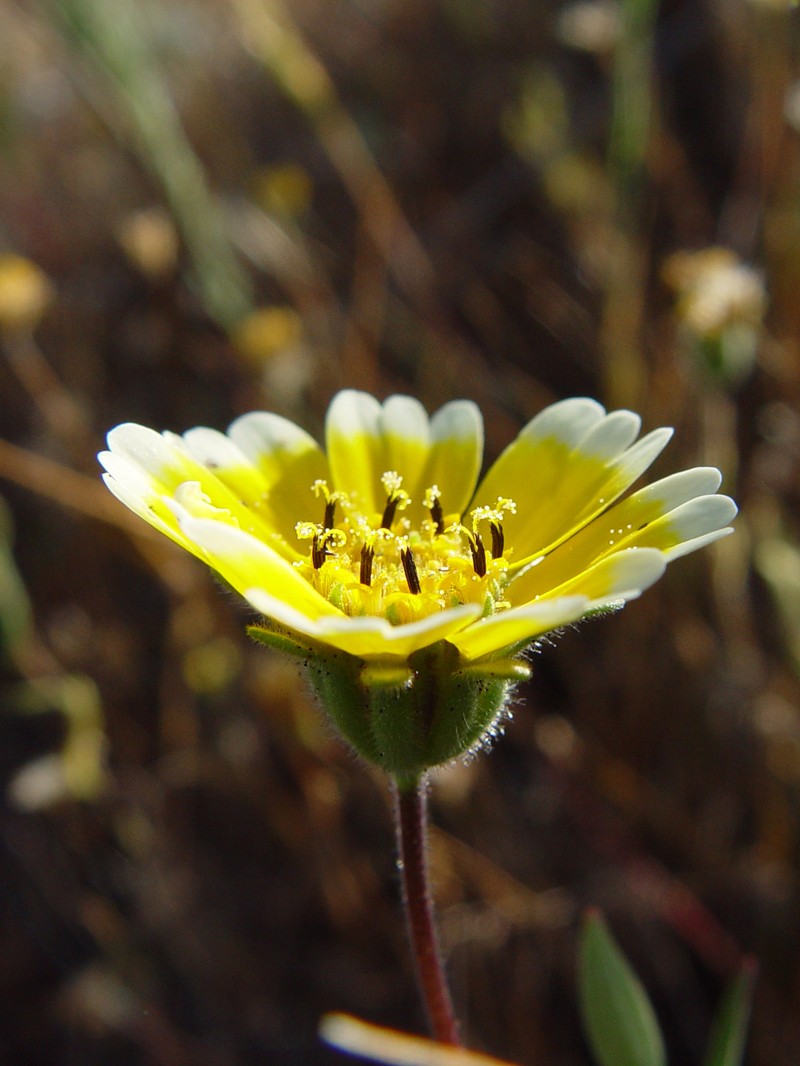 Coastal Tidytips photo 2