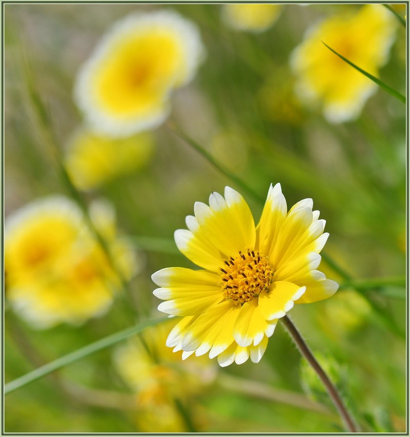 Coastal Tidytips photo 3