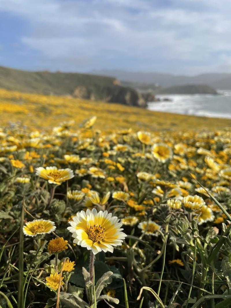 Coastal Tidytips