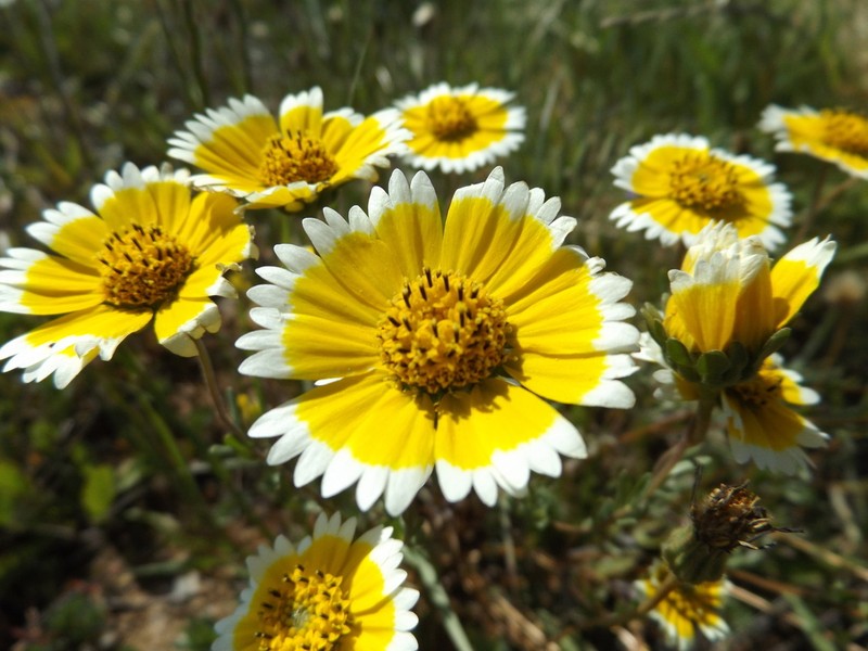 Coastal Tidytips photo 3