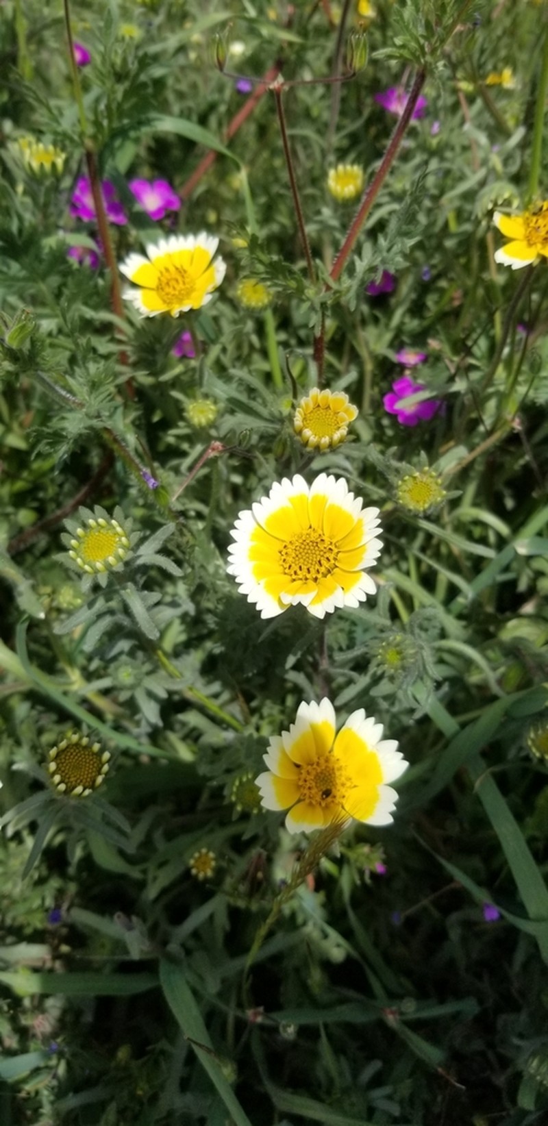 Coastal Tidytips photo 4