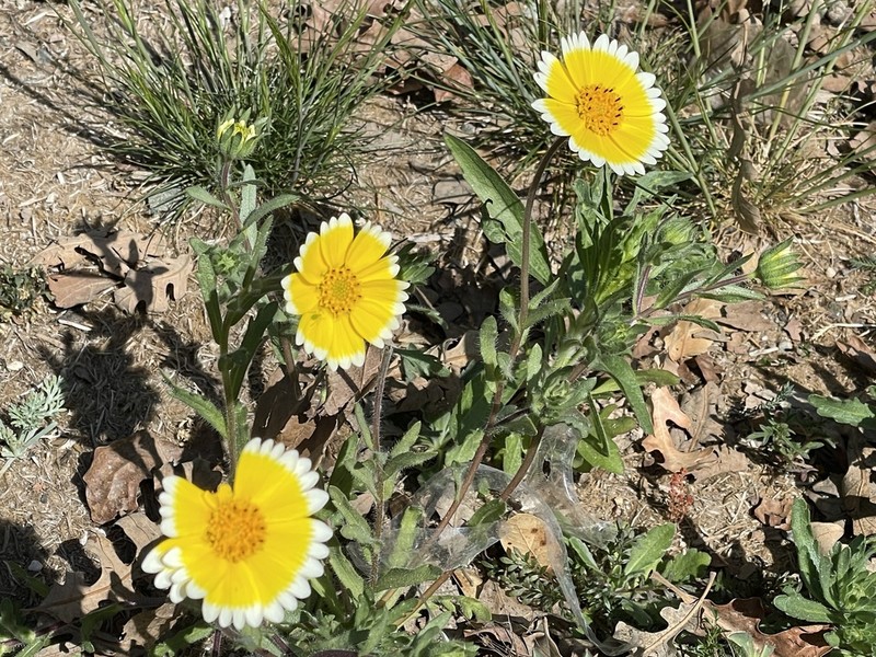 Coastal Tidytips photo 5