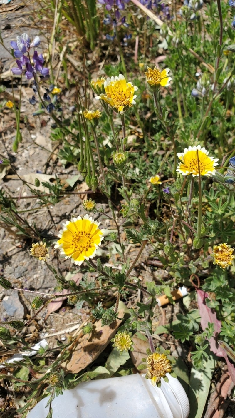 Coastal Tidytips photo 6