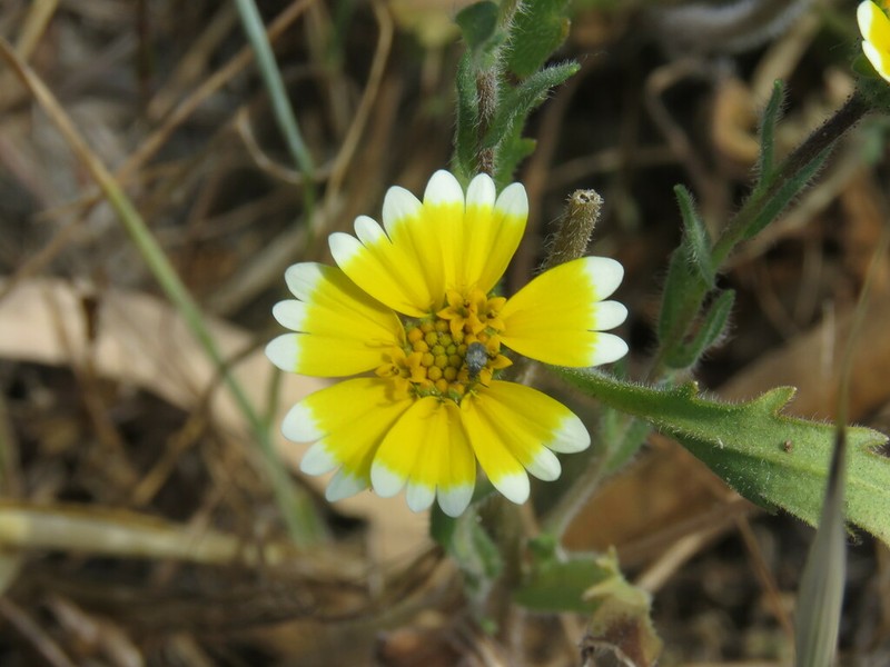 Coastal Tidytips photo 7