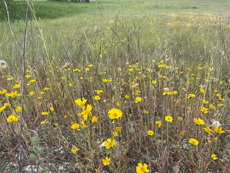 Colusa Tidytips