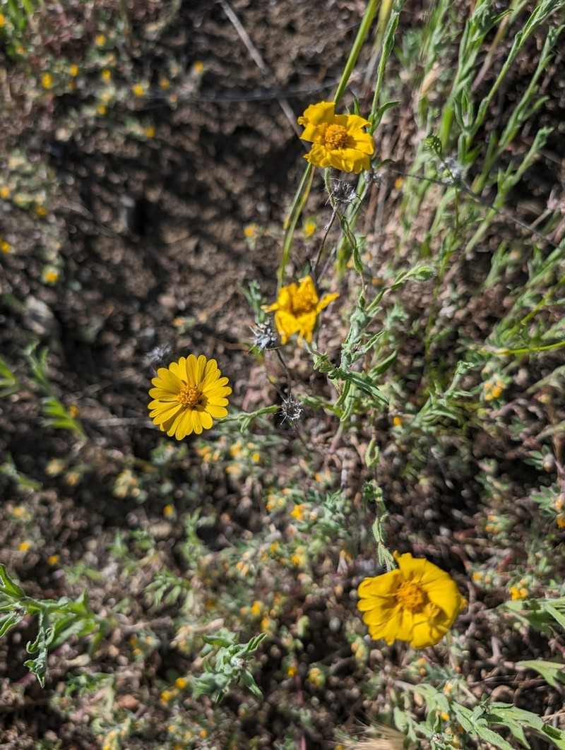Colusa Tidytips photo 2