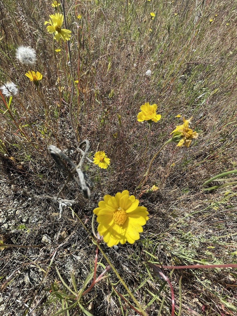 Colusa Tidytips photo 4