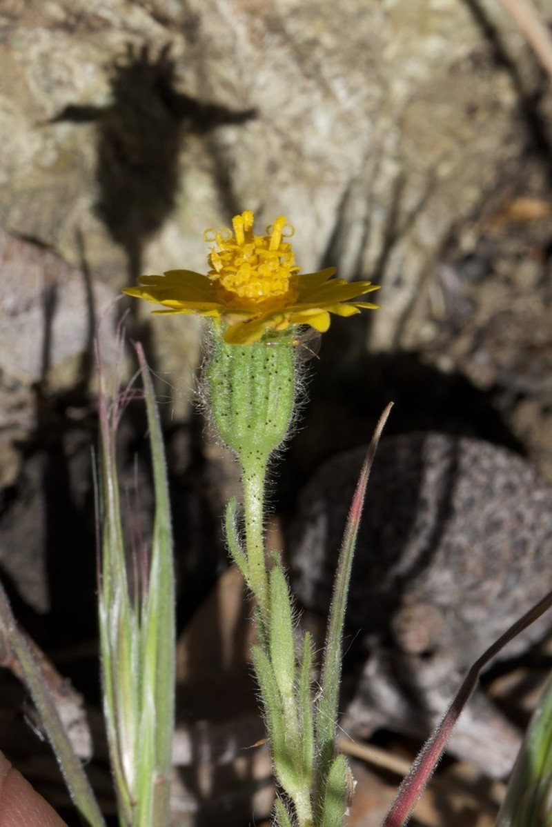 Colusa Tidytips photo 6