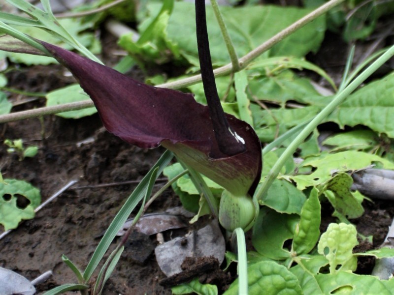 Lazarum cochleare