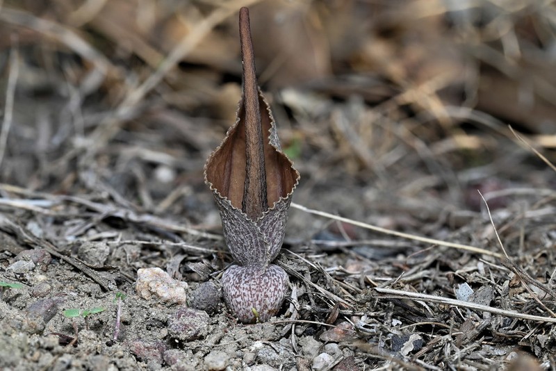 Lazarum praetermissum