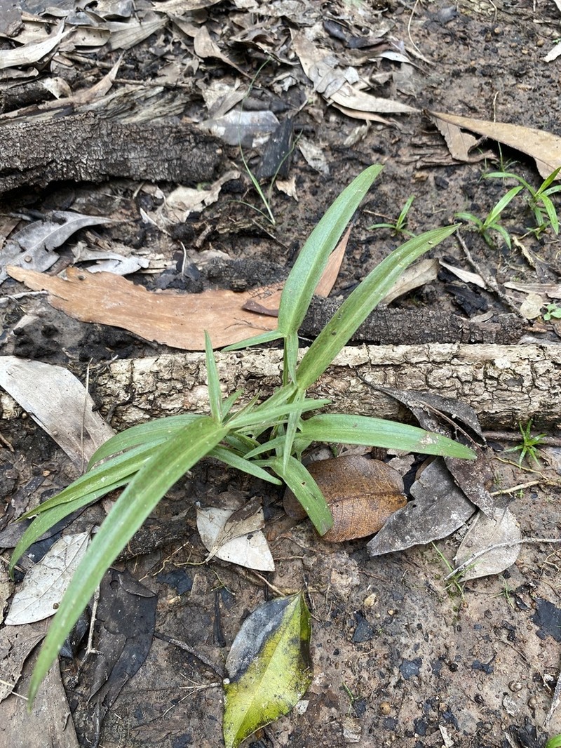 Lazarum praetermissum photo 2