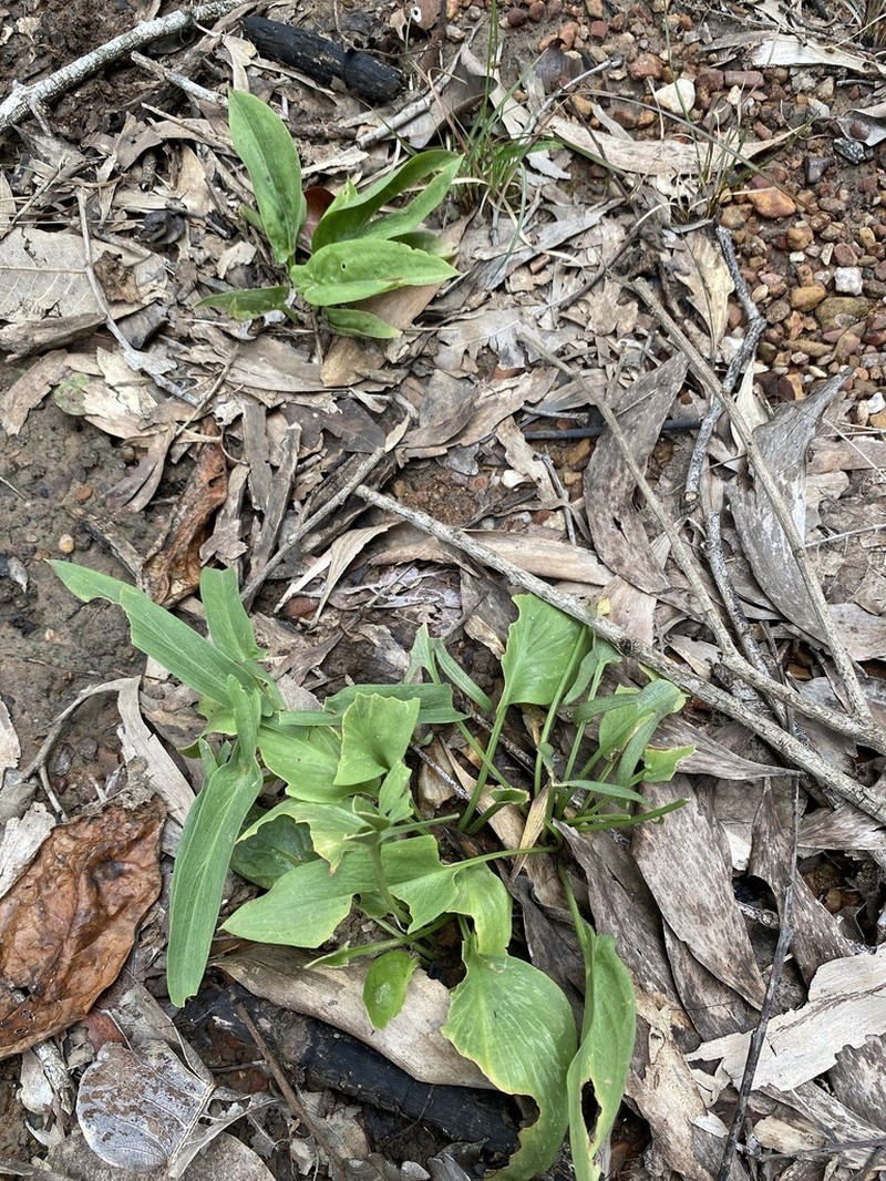 Lazarum praetermissum photo 3