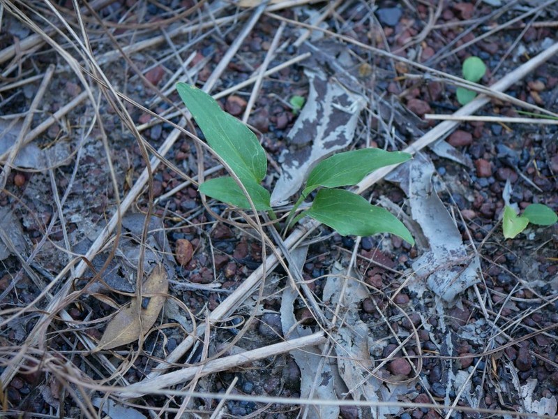 Lazarum praetermissum photo 4