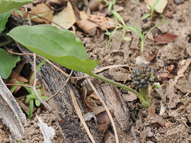 Lazarum praetermissum photo 6