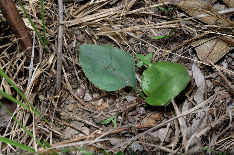 Lazarum praetermissum photo 8
