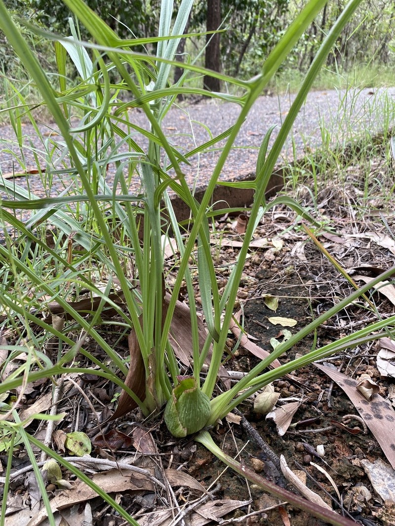 Lazarum russell-smithii photo 2