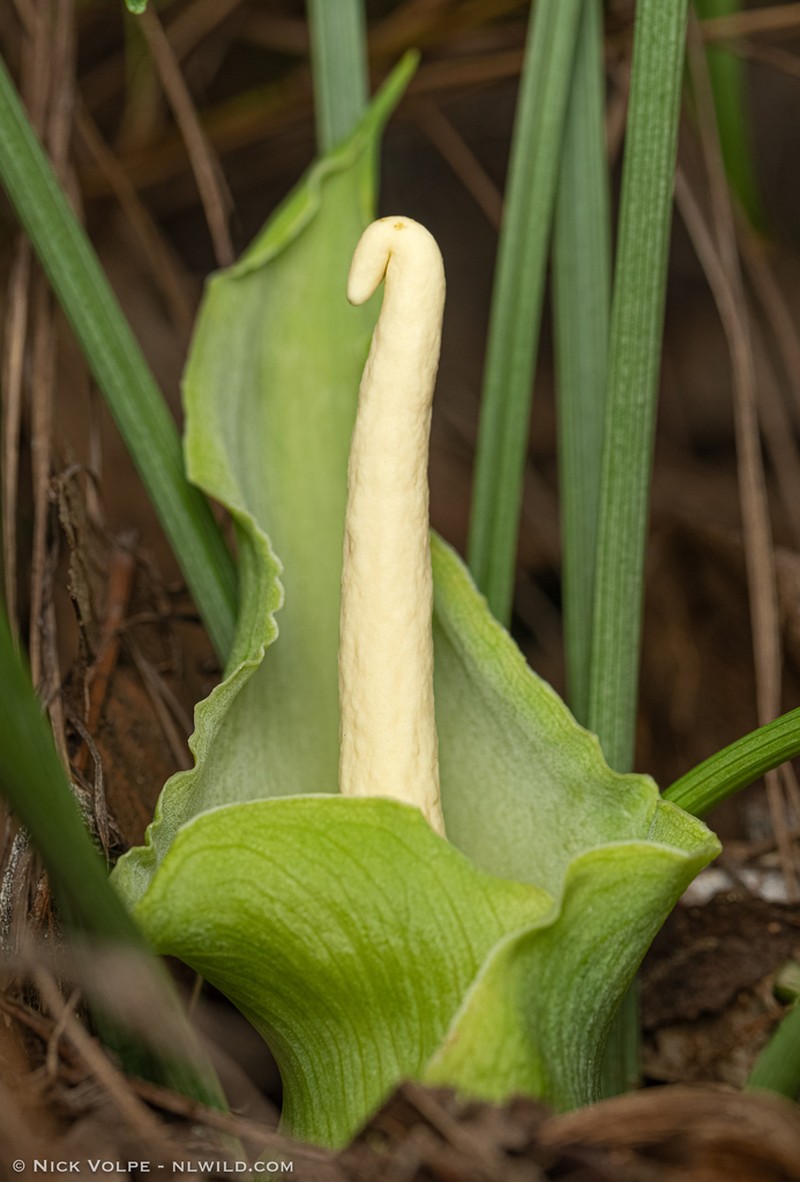 Lazarum russell-smithii photo 3