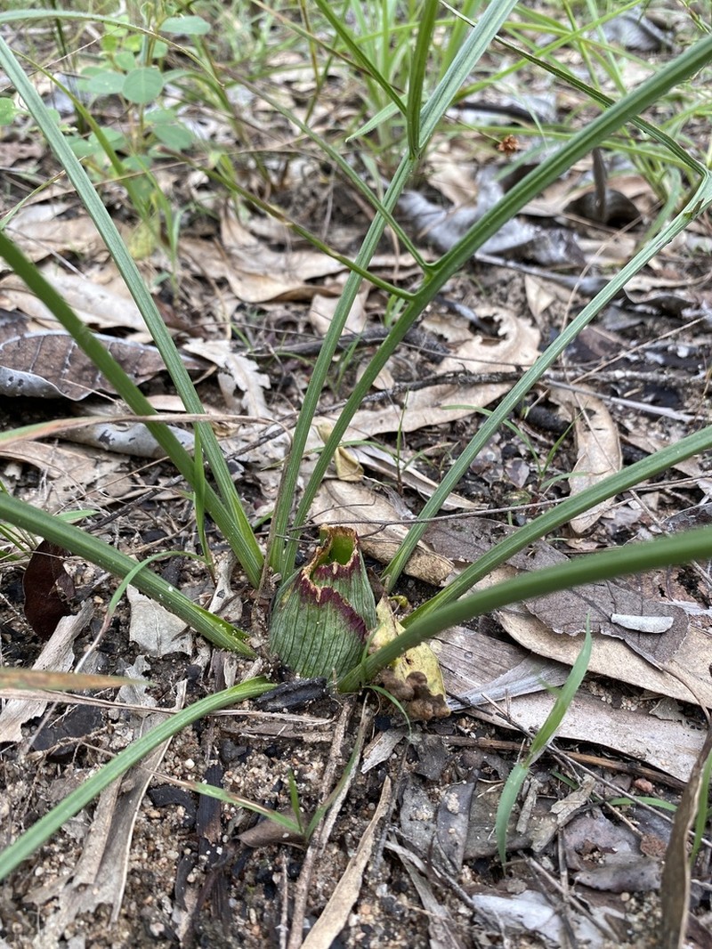 Lazarum russell-smithii photo 4