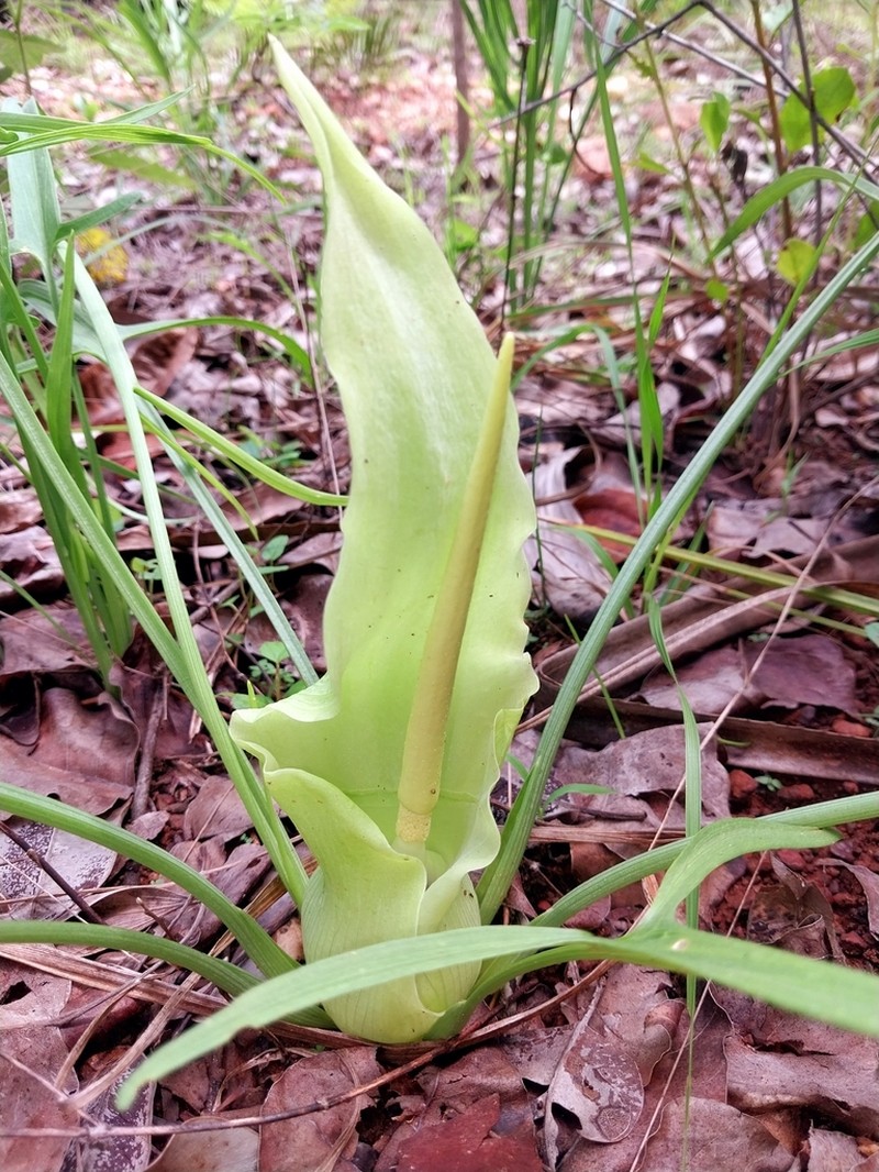 Lazarum russell-smithii photo 5