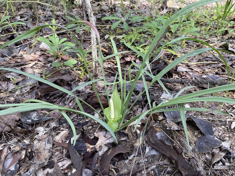 Lazarum russell-smithii photo 6