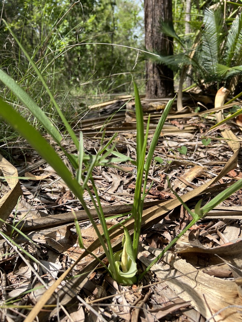 Lazarum russell-smithii photo 8