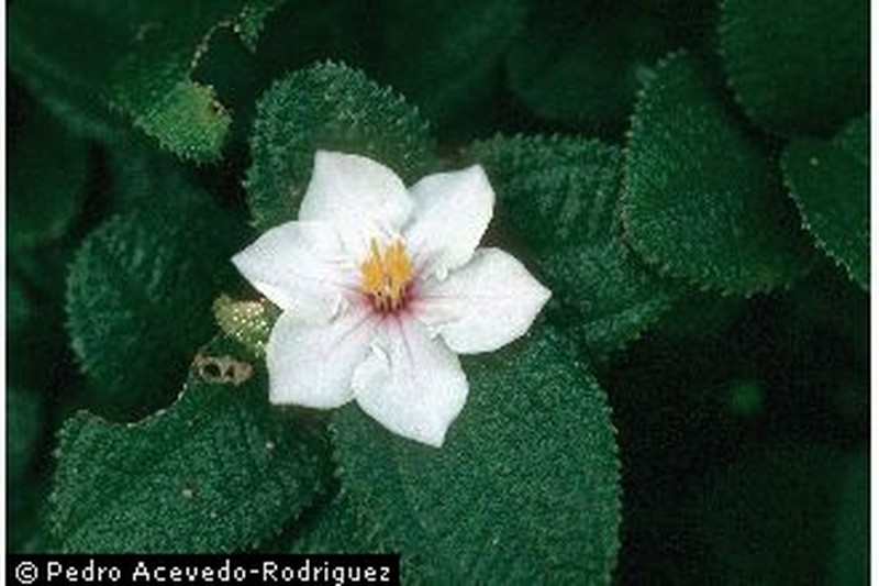 Mt. Cerrote Angleflower