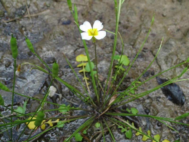 Alabama Gladecress photo 2