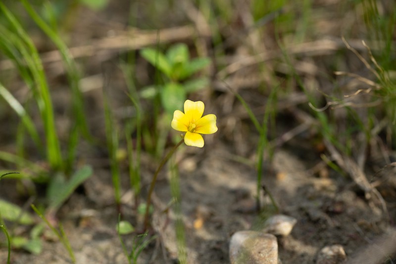 Golden Gladecress photo 8