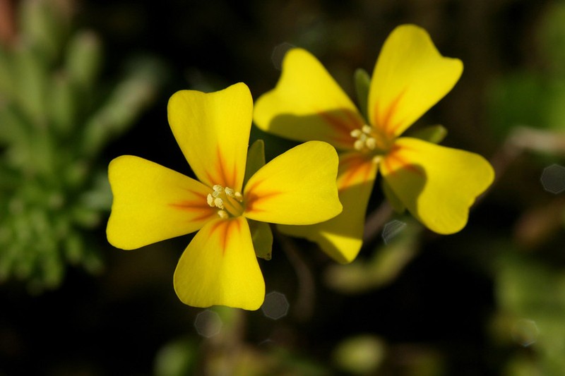 Fleshyfruit Gladecress