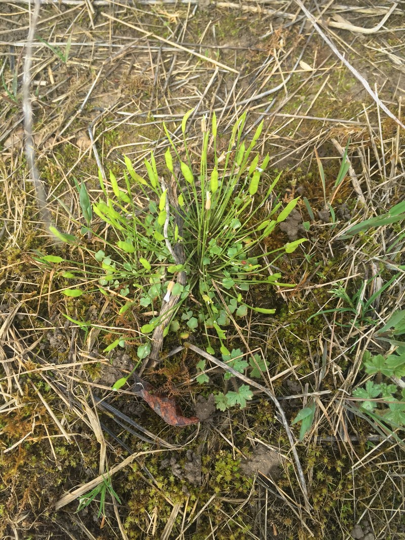 Tennessee Gladecress photo 2