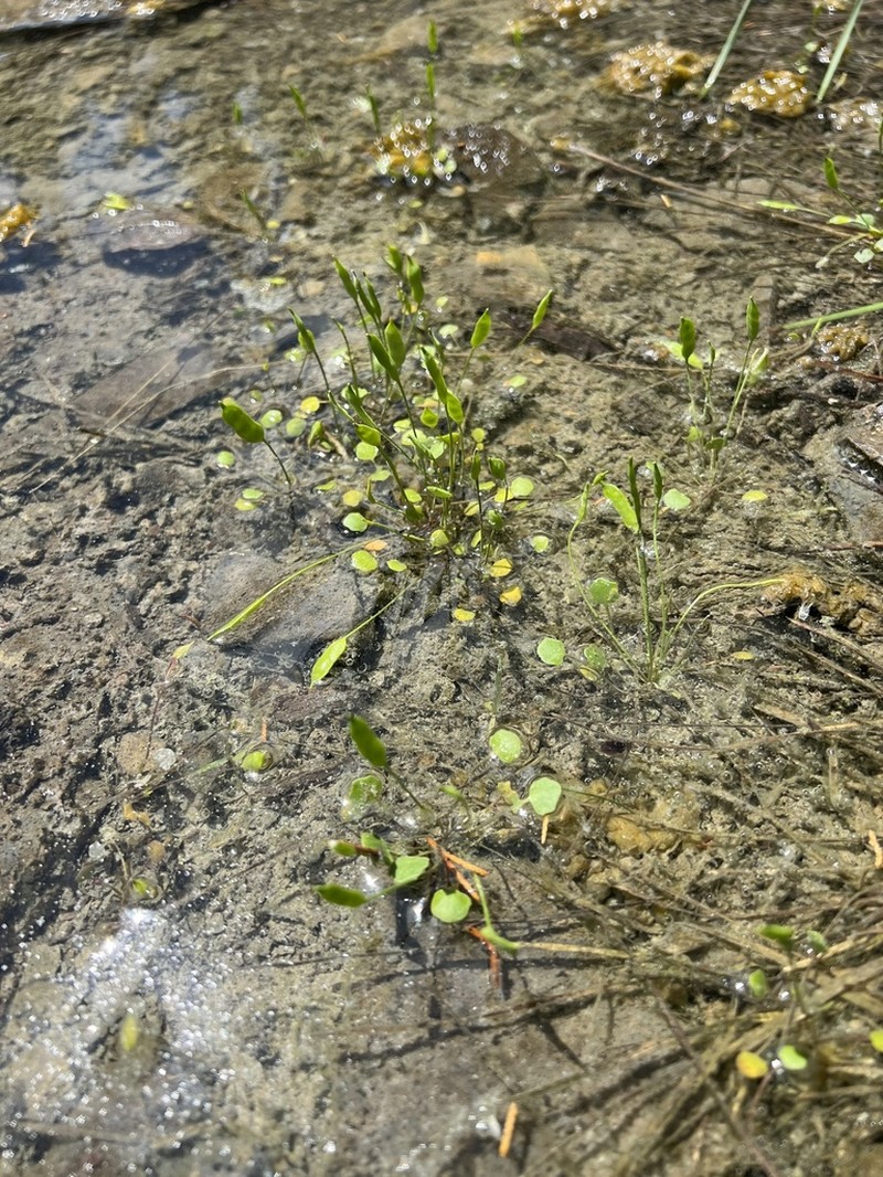 Tennessee Gladecress photo 3