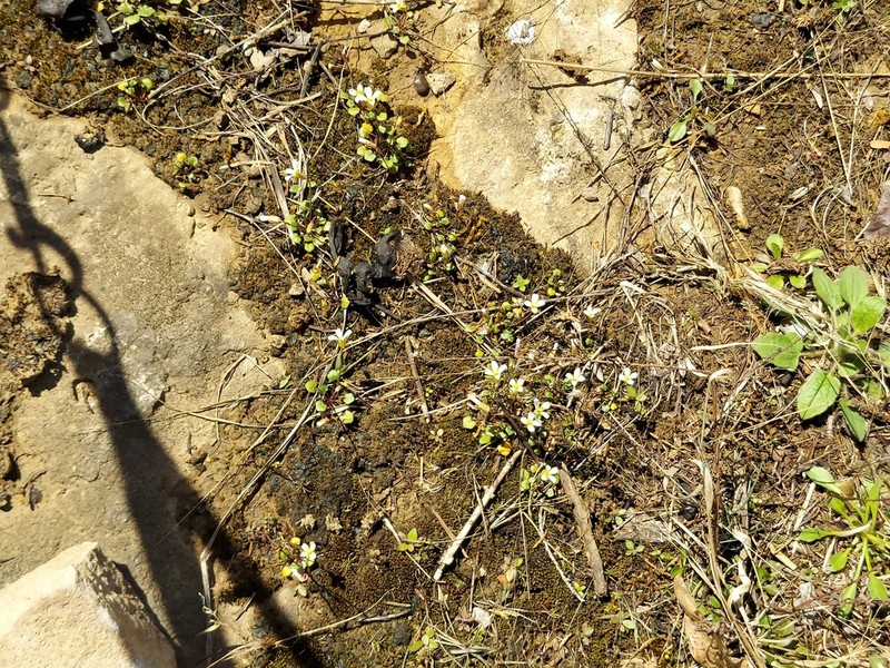 Tennessee Gladecress photo 7