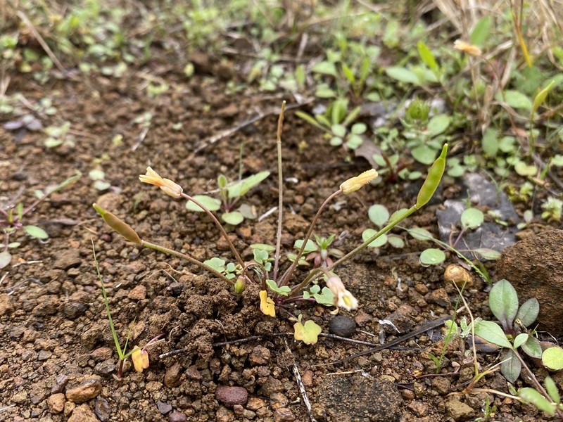 Leavenworthia texana photo 3