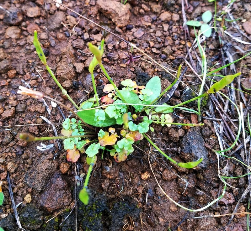 Leavenworthia texana photo 5