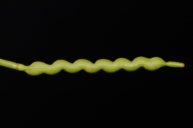 Necklace Gladecress photo 6