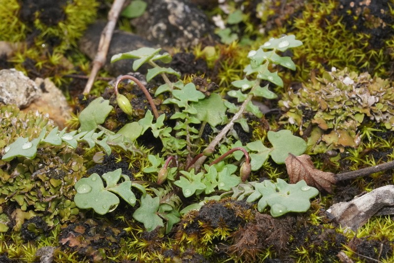 Michaux's Gladecress photo 3