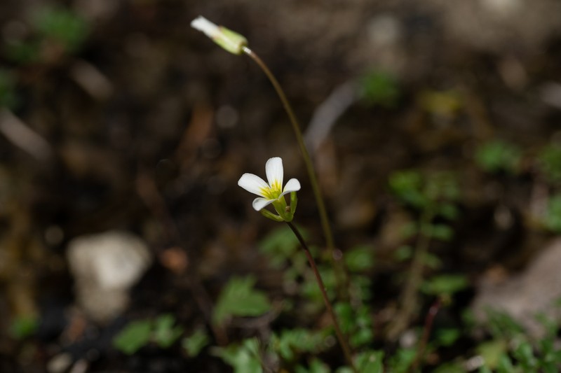 Michaux's Gladecress photo 4