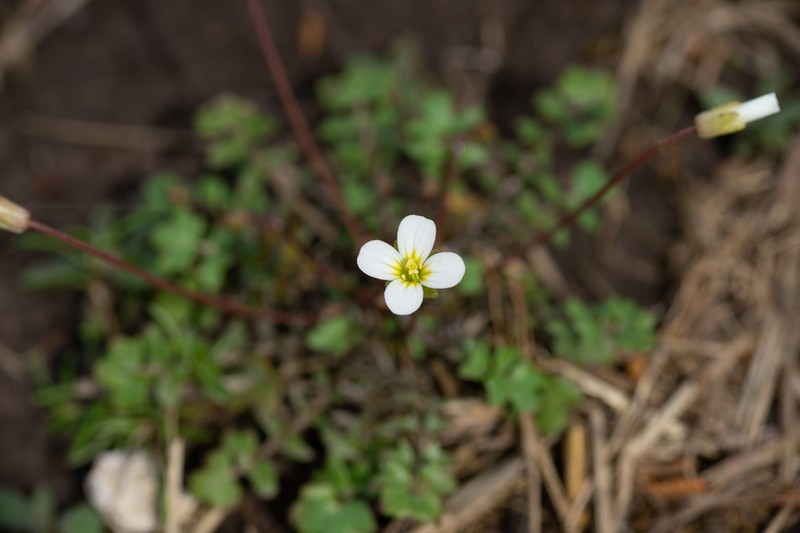 Michaux's Gladecress photo 5