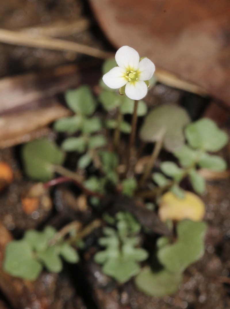 Michaux's Gladecress photo 6