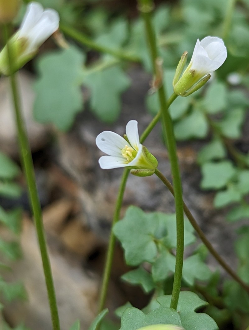Michaux's Gladecress photo 7