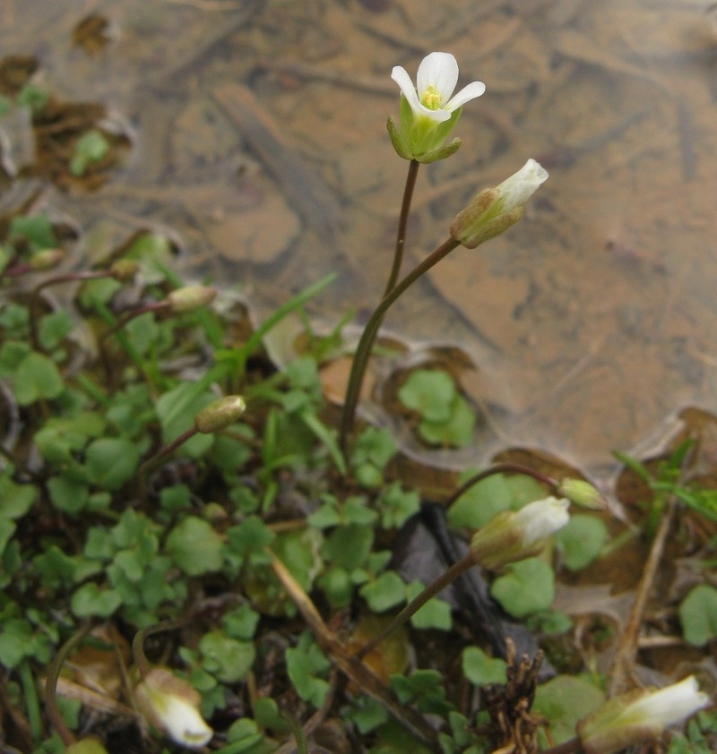 Michaux's Gladecress photo 8