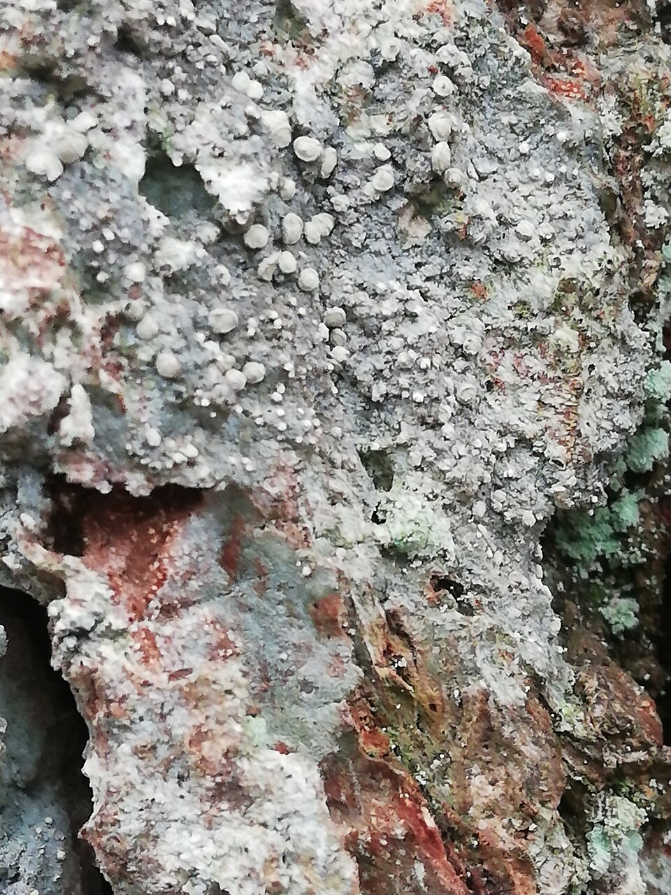 Old Wood Rimmed Lichen photo 4