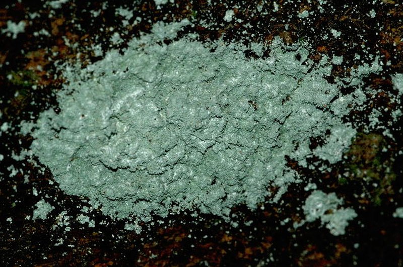 Old Wood Rimmed Lichen